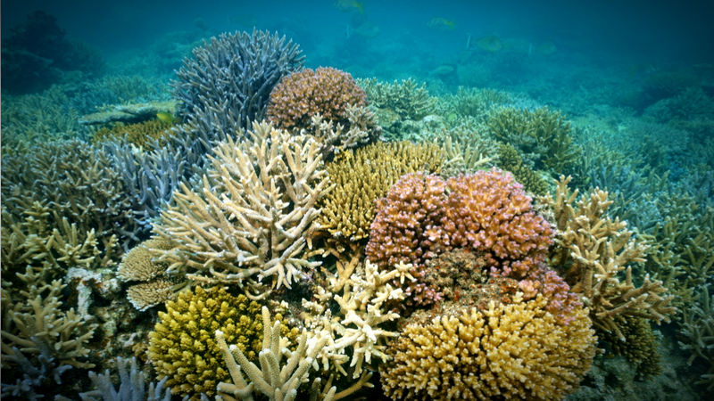 Why We Have Hope For Coral Reefs - Giving Compass