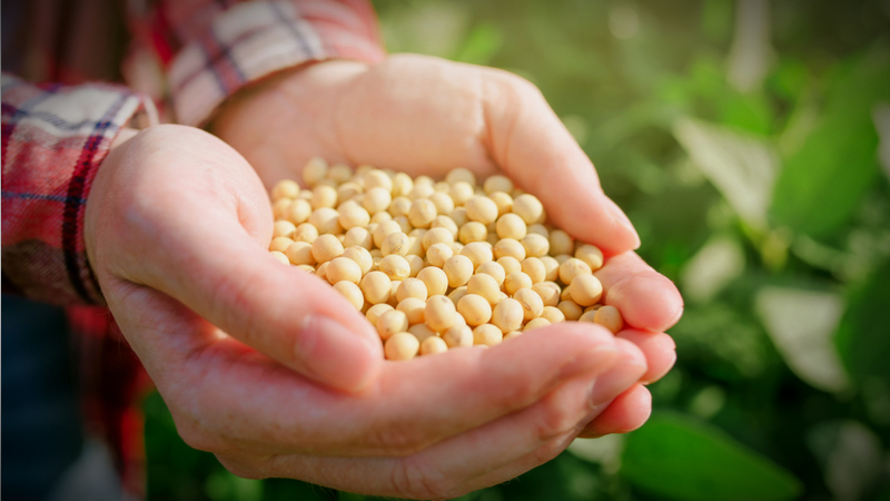 Beans For Beef: The Climate Change Initiative #GreenSunday