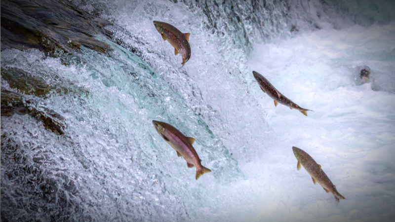 Spawning Salmons: A New Paradigm for Accelerating Social Change