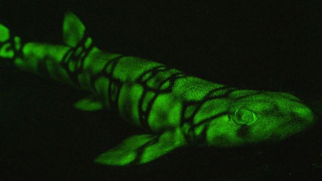 These Sharks Light Up in Neon Colors [Video] · Giving Compass