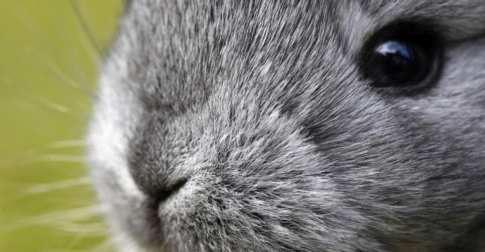 Australia's Rabbit Problem and what they're doing about it · Giving